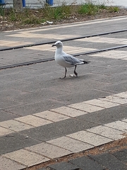 Chroicocephalus novaehollandiae