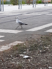 Chroicocephalus novaehollandiae