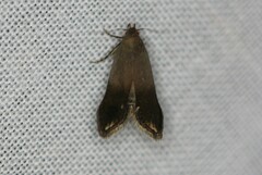 Anacampsis nonstrigella