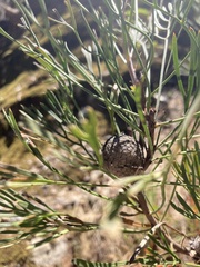 Isopogon dawsonii
