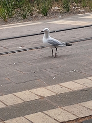 Chroicocephalus novaehollandiae