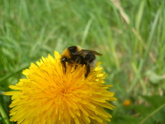 Bombus semenoviellus
