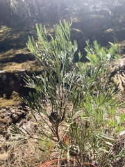 Isopogon dawsonii