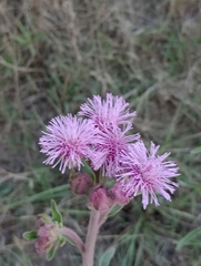 Campuloclinium macrocephalum