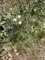 Chaenactis stevioides