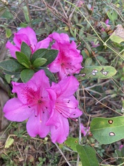 Rhododendron simsii