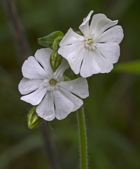Silene latifolia
