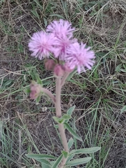 Campuloclinium macrocephalum
