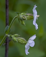 Silene latifolia