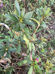 Rhododendron simsii
