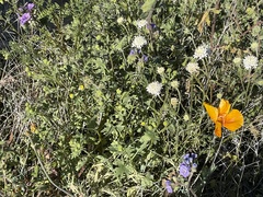 Chaenactis stevioides