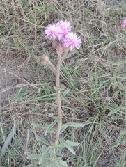 Campuloclinium macrocephalum