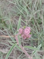 Campuloclinium macrocephalum