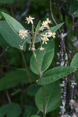 Asclepias ovalifolia