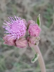 Campuloclinium macrocephalum