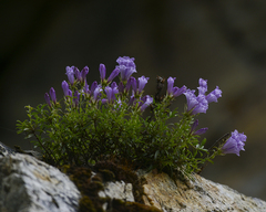 Penstemon fruticosus
