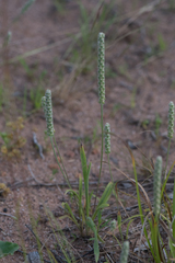 Plantago patagonica