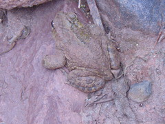 Incilius occidentalis