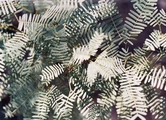 Prosopis