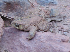 Incilius occidentalis