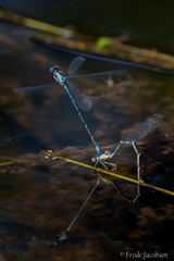 Chromagrion conditum