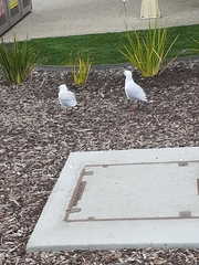 Chroicocephalus novaehollandiae