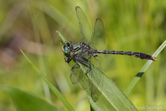 Arigomphus villosipes