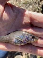 Aphredoderus sayanus