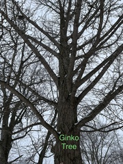 Ginkgoopsida