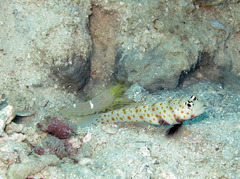 Amblyeleotris guttata