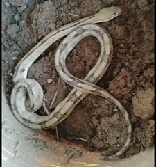 Bogertophis subocularis