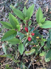 Rhododendron simsii