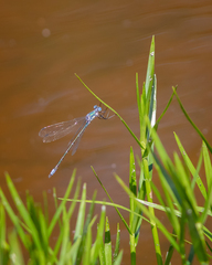 Lestes eurinus
