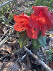 Rhododendron simsii