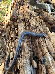 Batrachoseps gavilanensis