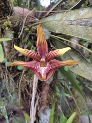 Maxillaria striata