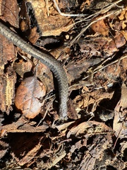 Batrachoseps gavilanensis