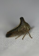 Telamonini