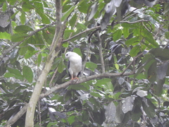 Buteogallus lacernulatus