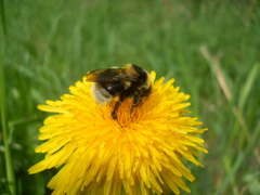 Bombus semenoviellus