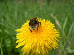 Bombus semenoviellus