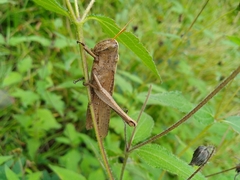 Schistocerca impleta