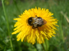 Bombus semenoviellus