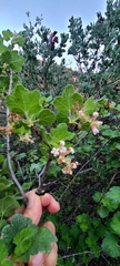 Ribes indecorum