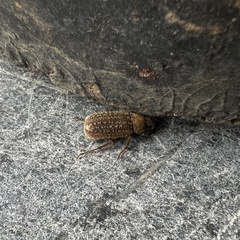 Coleoptera
