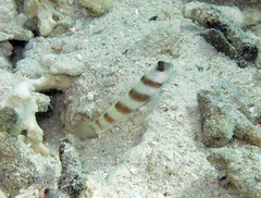 Amblyeleotris steinitzi