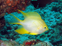 Amblyglyphidodon aureus