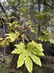 Fatsia japonica