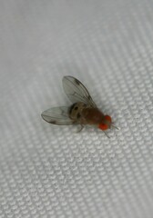 Leucophenga varia