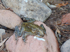 Incilius occidentalis